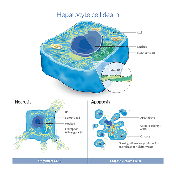 Meet us at BLTG meeting!